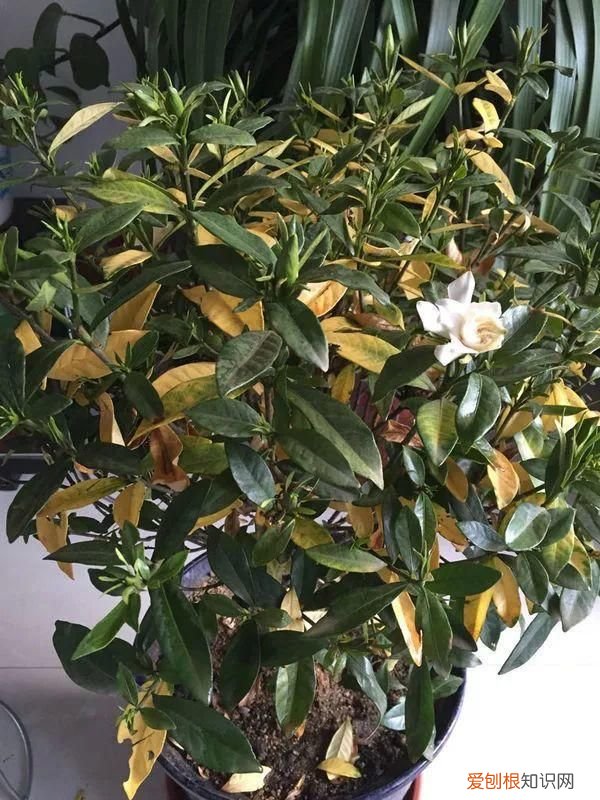 栀子花黄叶的5种原因 栀子花叶子发黄是什么原因