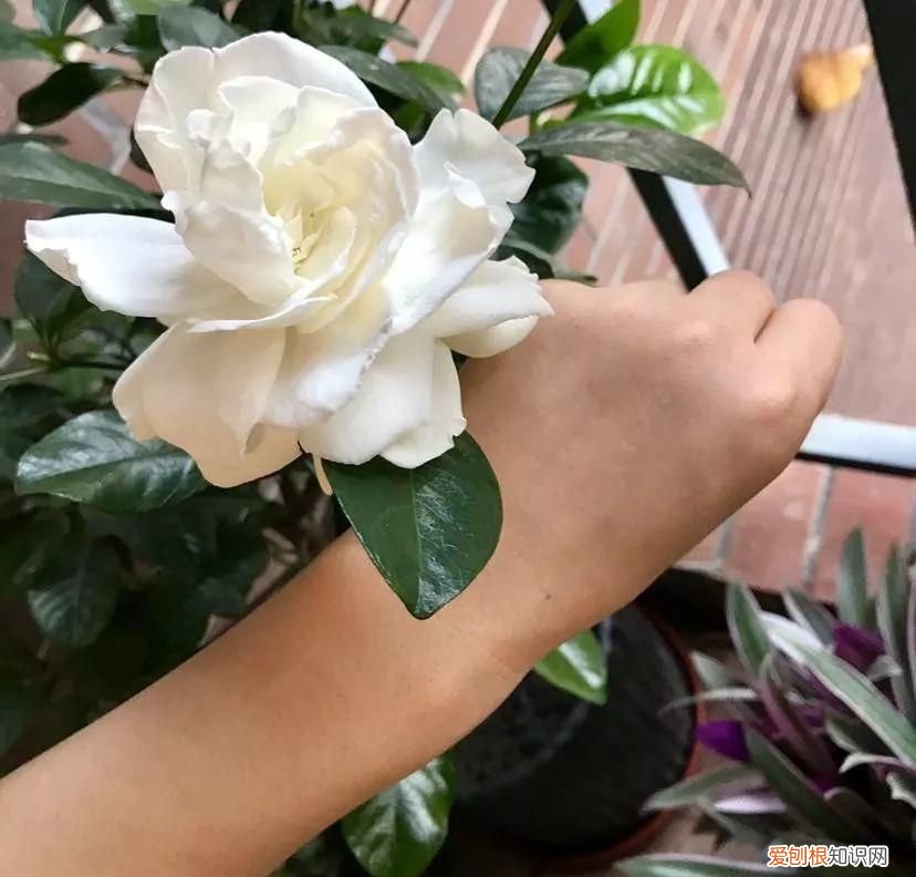 栀子花黄叶的5种原因 栀子花叶子发黄是什么原因