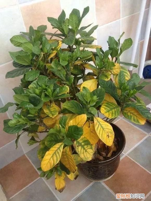 栀子花黄叶的5种原因 栀子花叶子发黄是什么原因