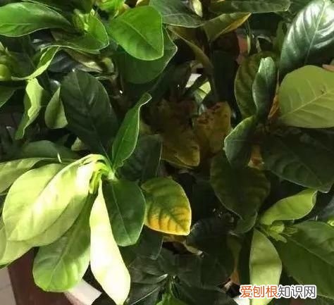 栀子花黄叶的5种原因 栀子花叶子发黄是什么原因