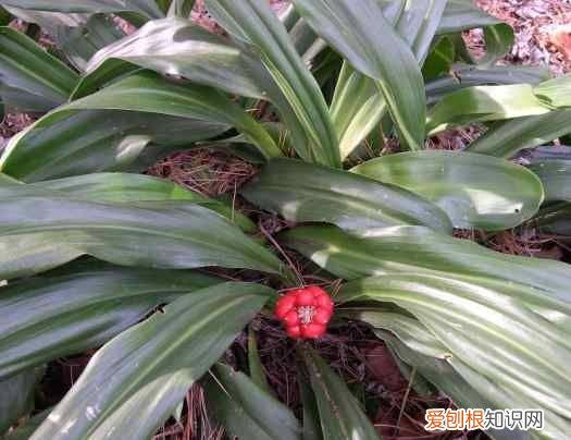 中药材万年青根 万年青根