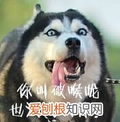 看股民如何将”中国神车“吐槽成”中国灵车“ 中国灵车