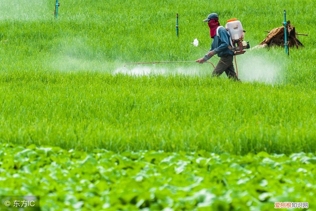 巧用高效氯氰菊酯，原来能杀这么多虫 高效氯氰菊酯