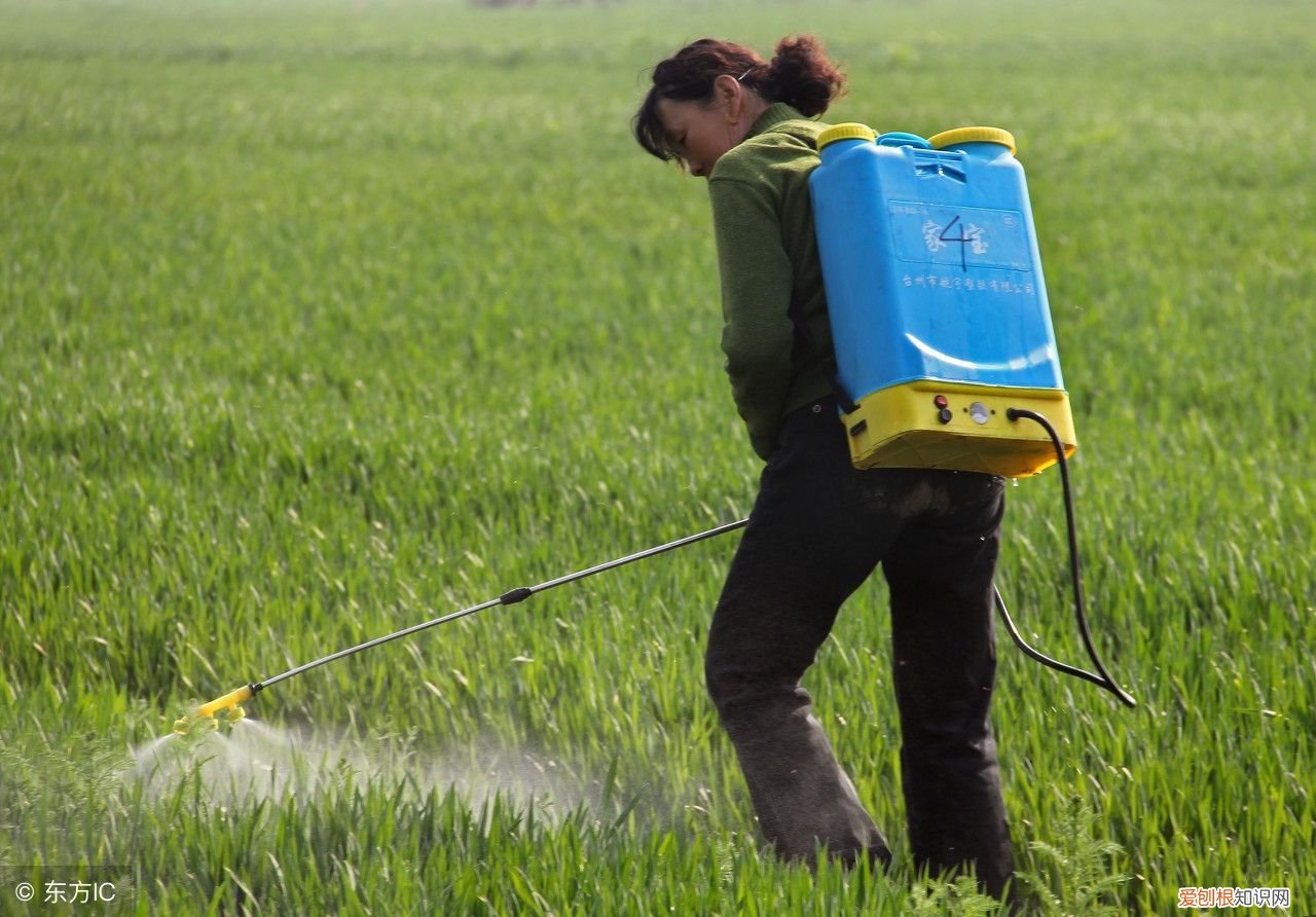 巧用高效氯氰菊酯，原来能杀这么多虫 高效氯氰菊酯