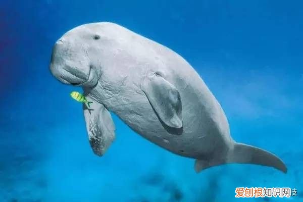 美人鱼”存在吗？ 世界上有美人鱼吗