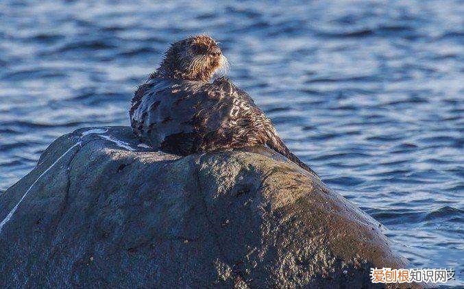 美人鱼”存在吗？ 世界上有美人鱼吗