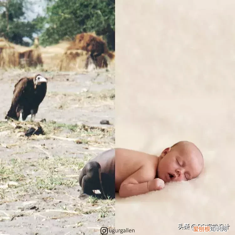 这是我见过创意最好的 PS照片…… ps创意图片