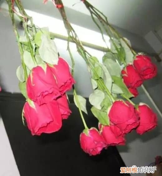 收到的玫瑰怎样保存更长久？ 玫瑰花怎么保存