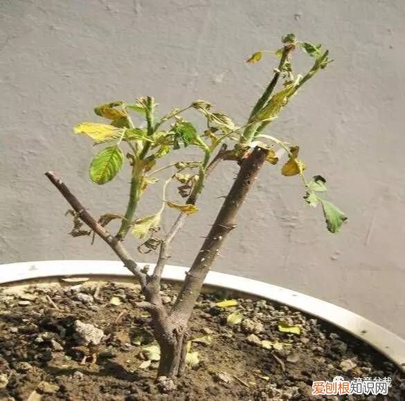 收到的玫瑰怎样保存更长久？ 玫瑰花怎么保存