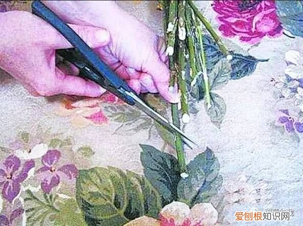 收到的玫瑰怎样保存更长久？ 玫瑰花怎么保存