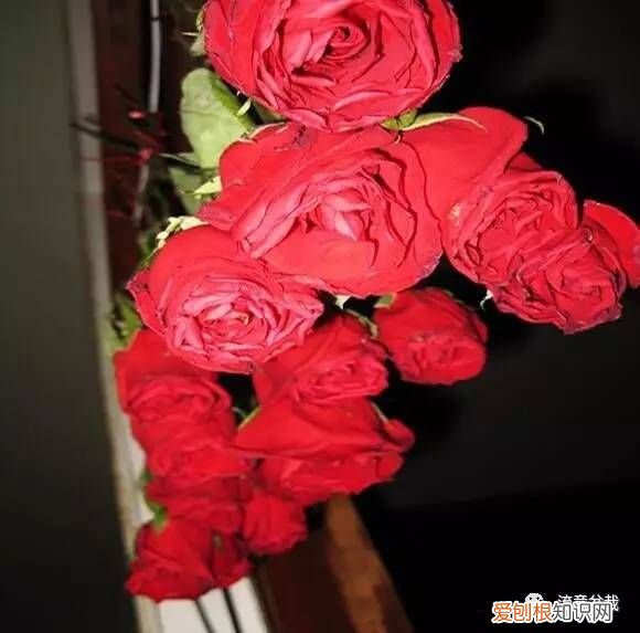 收到的玫瑰怎样保存更长久？ 玫瑰花怎么保存