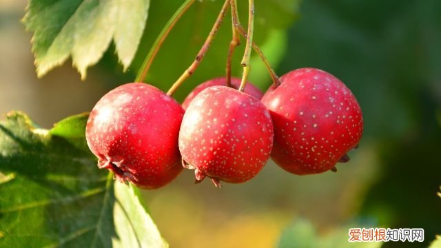 秋天最好吃的9种水果 秋天的水果有哪些