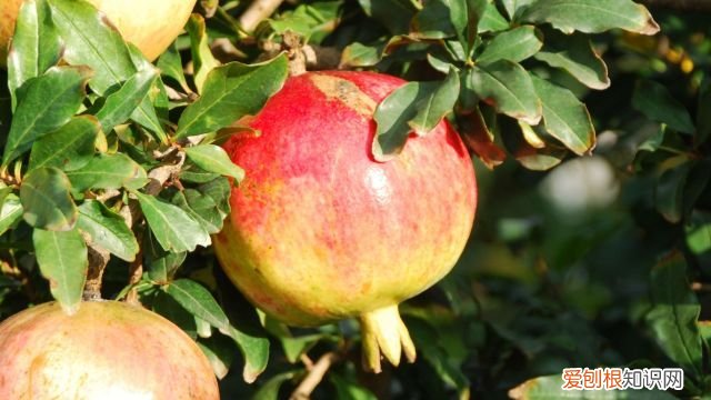 秋天最好吃的9种水果 秋天的水果有哪些