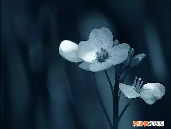 一个虚伪的人会是什么样子？ 虚伪的人