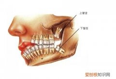 成年后都会长智齿吗 智齿什么时候长
