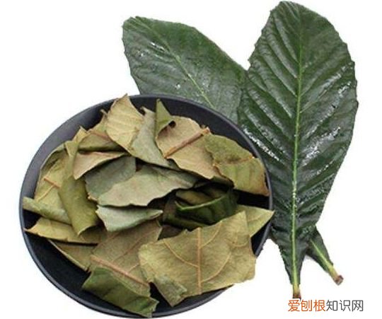 清肺止咳：枇杷叶的功效与应用 枇杷叶的功效与作用