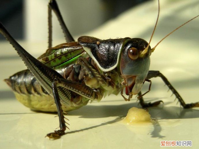 盘点中国10大资源昆虫 资源昆虫