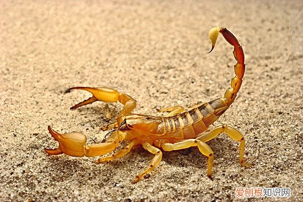 盘点中国10大资源昆虫 资源昆虫