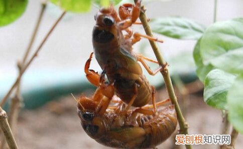 盘点中国10大资源昆虫 资源昆虫