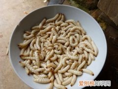 盘点中国10大资源昆虫 资源昆虫