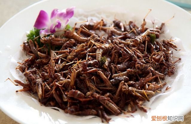 盘点中国10大资源昆虫 资源昆虫