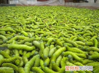 盘点中国10大资源昆虫 资源昆虫