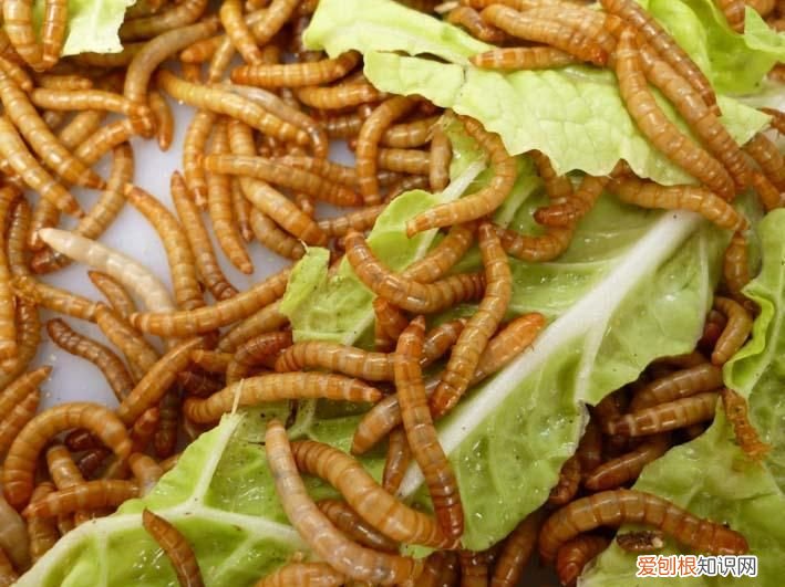 盘点中国10大资源昆虫 资源昆虫