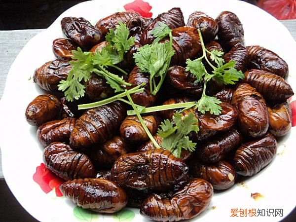 盘点中国10大资源昆虫 资源昆虫