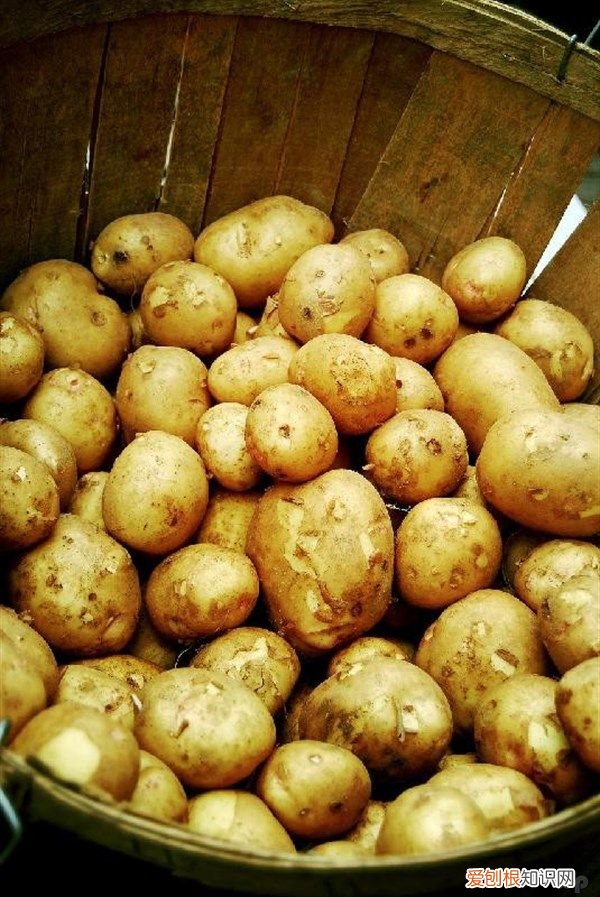 发芽后的土豆到底还能吃吗 土豆发芽还能吃吗