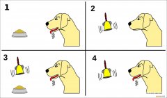 经典条件反射作用过程 经典条件反射