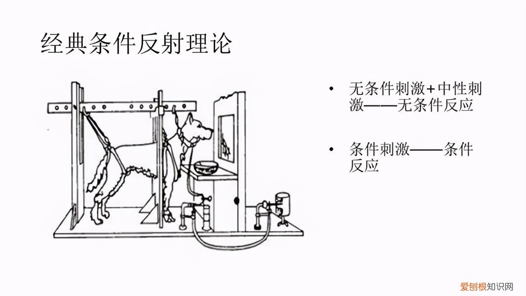 经典条件反射作用过程 经典条件反射