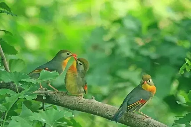 十首相思之词，道不尽的万般相思 相思的诗句