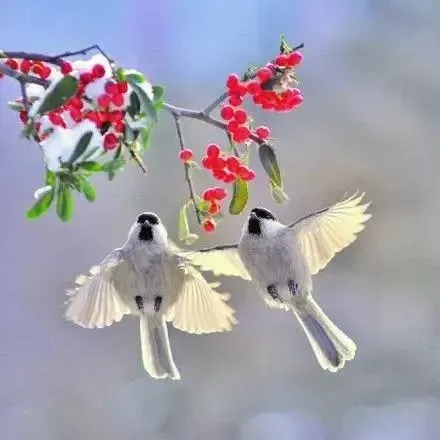 十首相思之词，道不尽的万般相思 相思的诗句