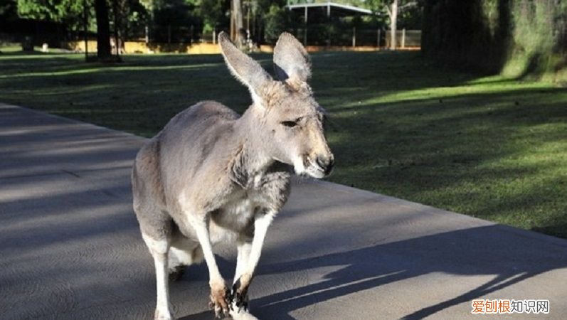 盘点移居澳洲的十大好处 澳大利亚移民好处