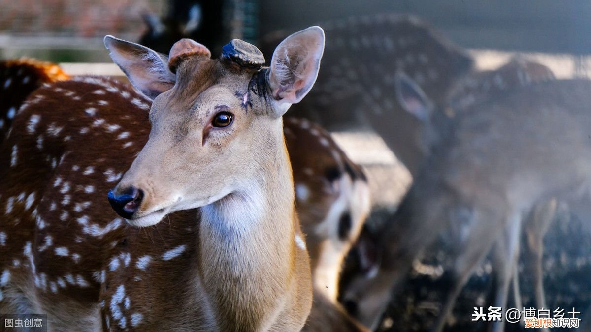 梅花鹿是这样喂养的,你知道了吗 梅花鹿吃什么?