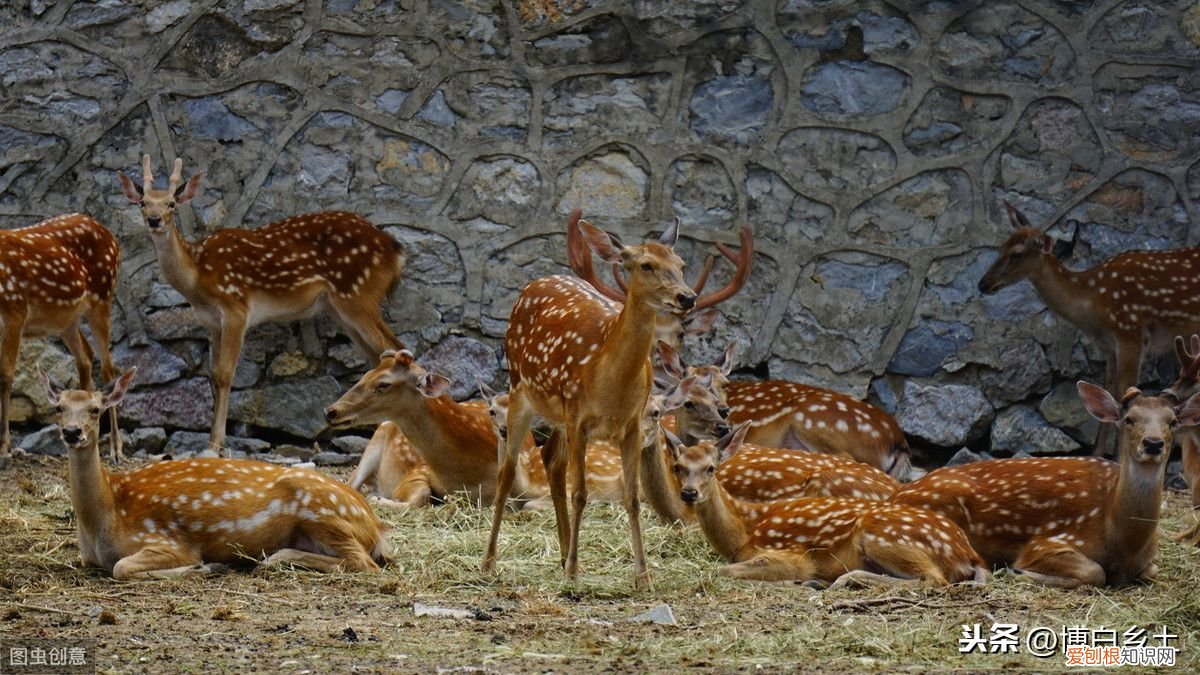 梅花鹿是这样喂养的,你知道了吗 梅花鹿吃什么?