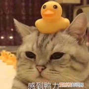 逍遥丸真的能“乐逍遥”吗 丹栀逍遥散