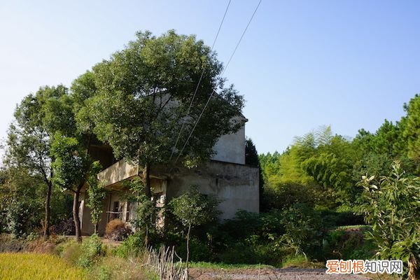 韦力︱寻墓“桐城三祖” 桐城派三祖