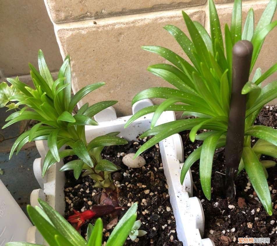 盆栽百合花“养护要点”,叶片油绿 百合花的养殖方法和注意事项