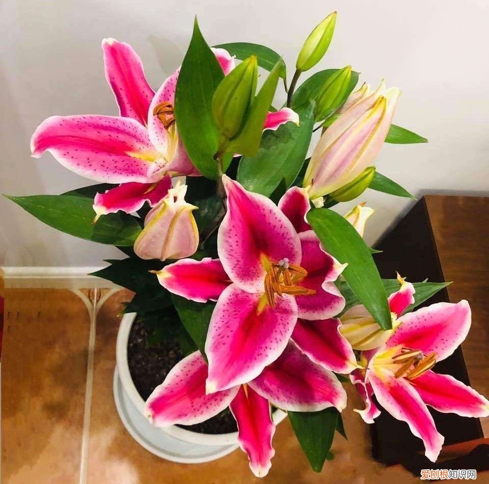 盆栽百合花“养护要点”,叶片油绿 百合花的养殖方法和注意事项