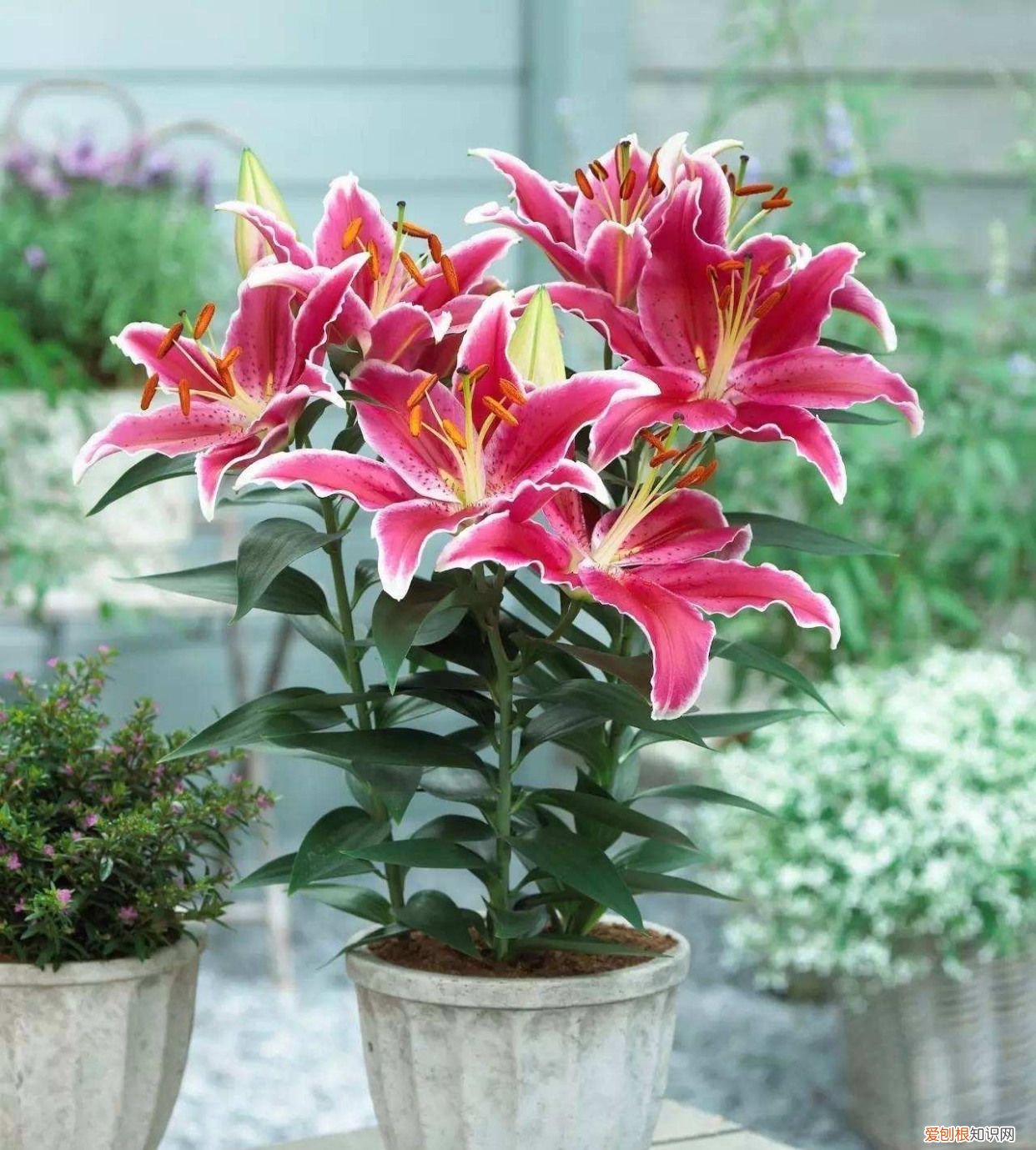 盆栽百合花“养护要点”，叶片油绿 百合花的养殖方法和注意事项