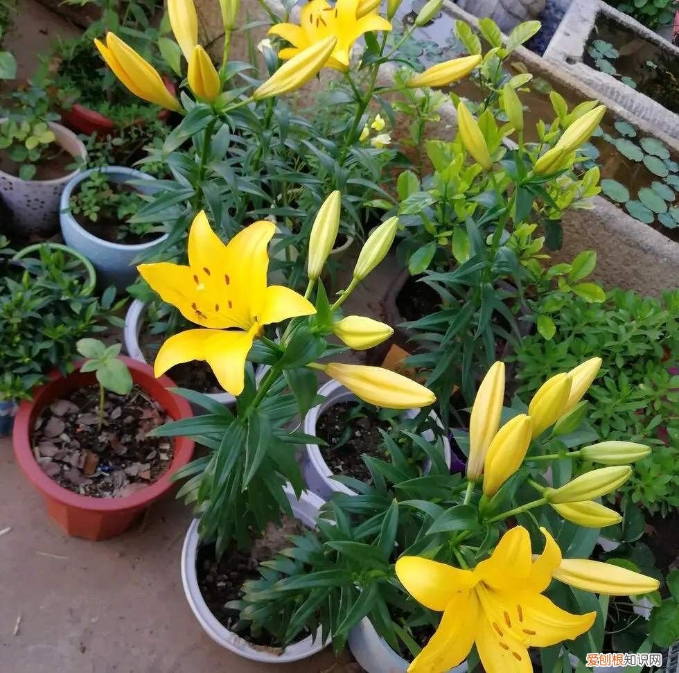 盆栽百合花“养护要点”,叶片油绿 百合花的养殖方法和注意事项