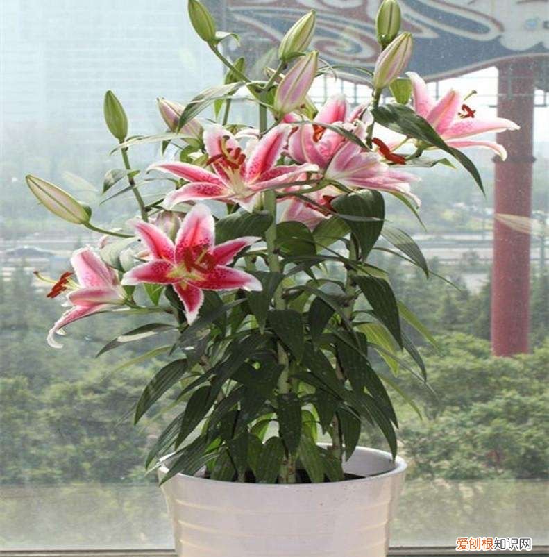 盆栽百合花“养护要点”,叶片油绿 百合花的养殖方法和注意事项