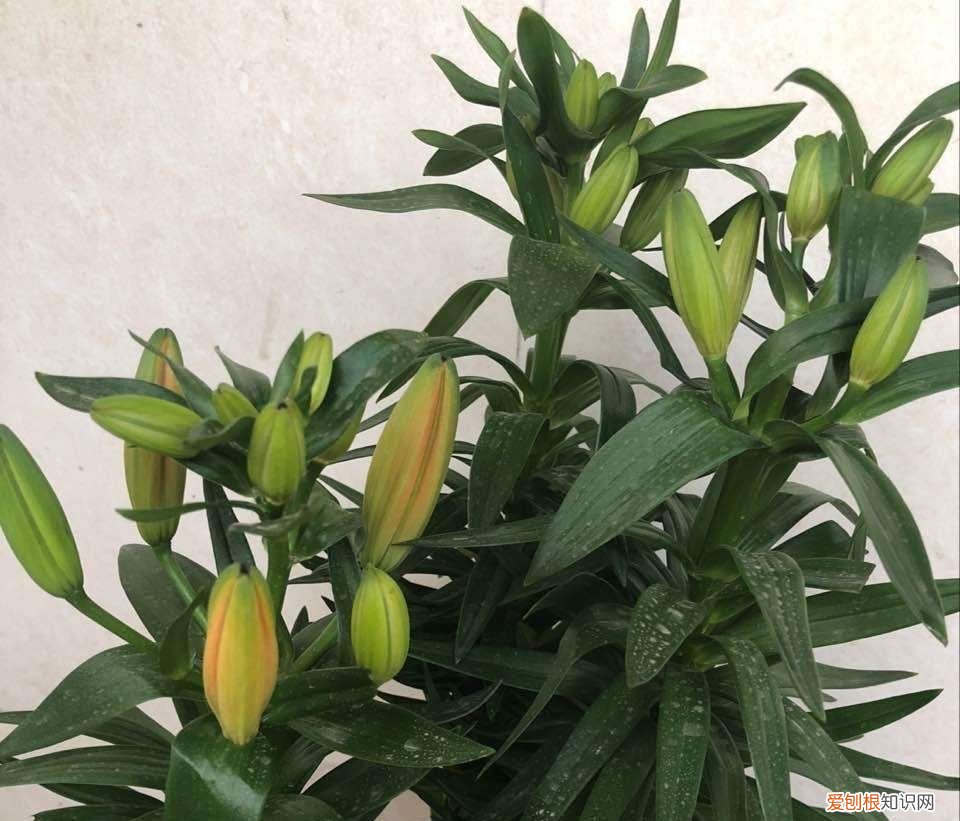 盆栽百合花“养护要点”,叶片油绿 百合花的养殖方法和注意事项