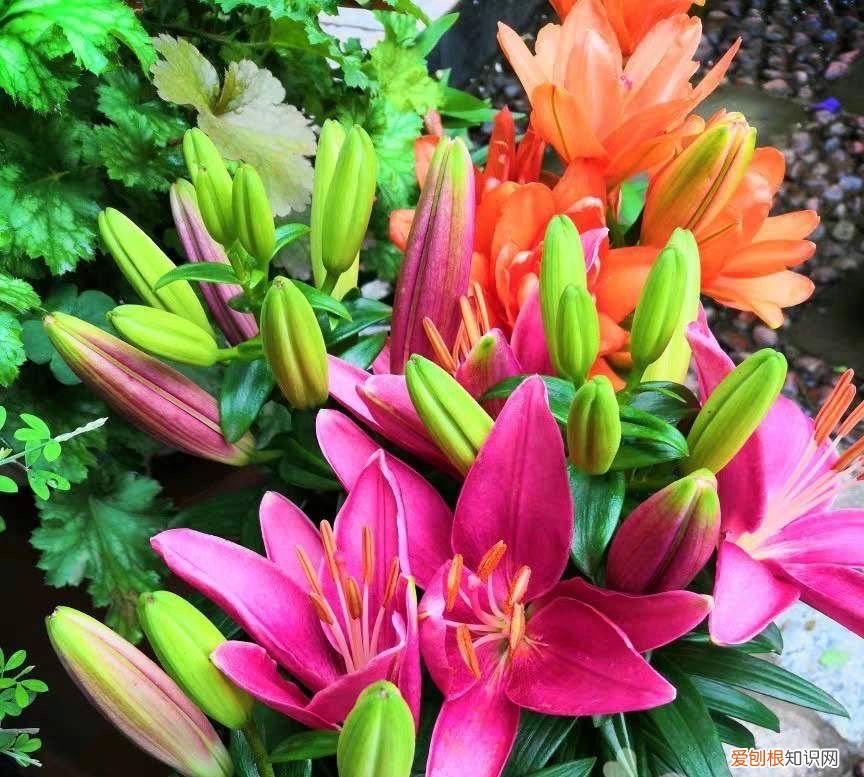 盆栽百合花“养护要点”，叶片油绿 百合花的养殖方法和注意事项