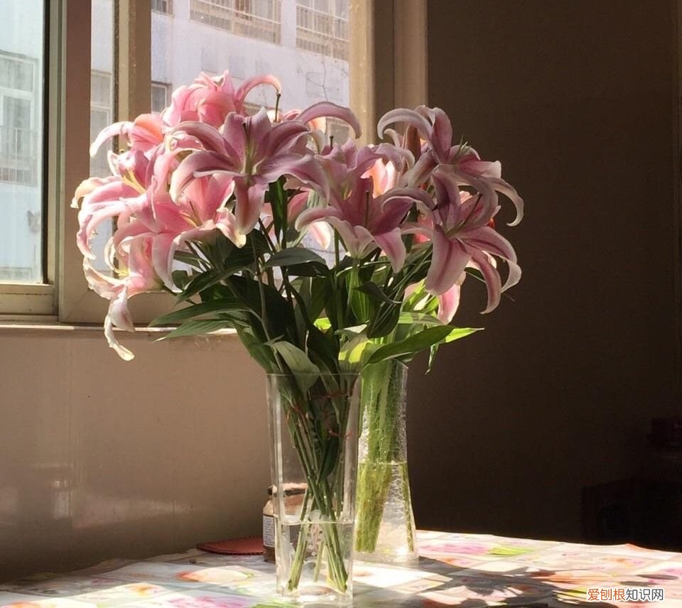 盆栽百合花“养护要点”,叶片油绿 百合花的养殖方法和注意事项