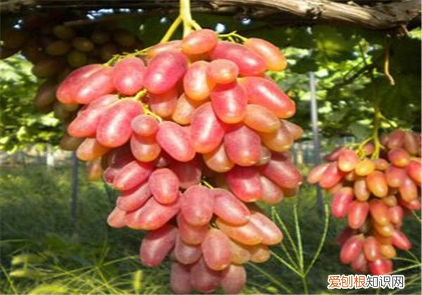超甜红乳葡萄的栽培要点 红乳葡萄