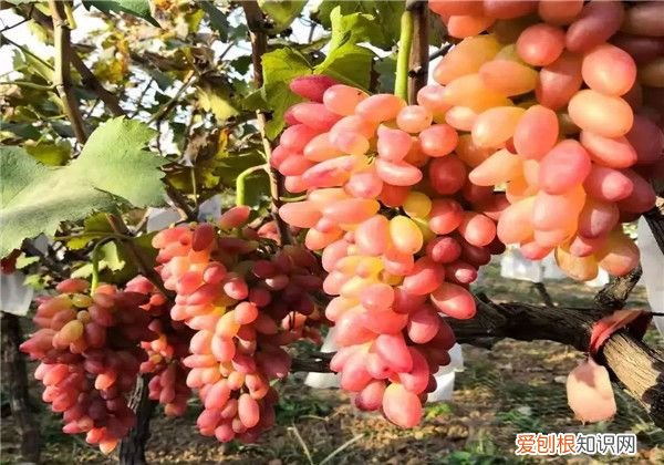 超甜红乳葡萄的栽培要点 红乳葡萄