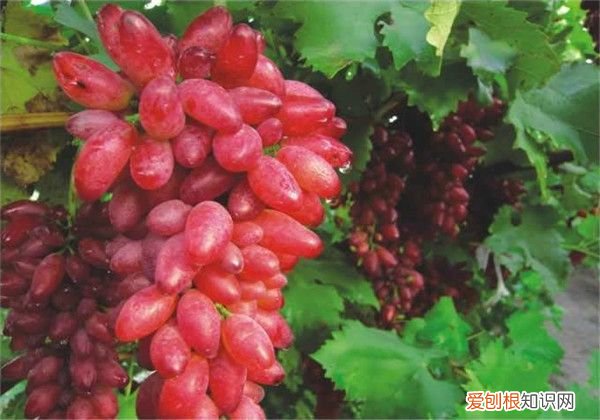 超甜红乳葡萄的栽培要点 红乳葡萄
