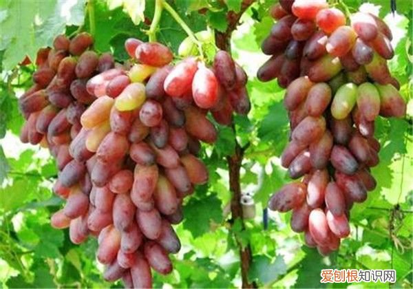 超甜红乳葡萄的栽培要点 红乳葡萄